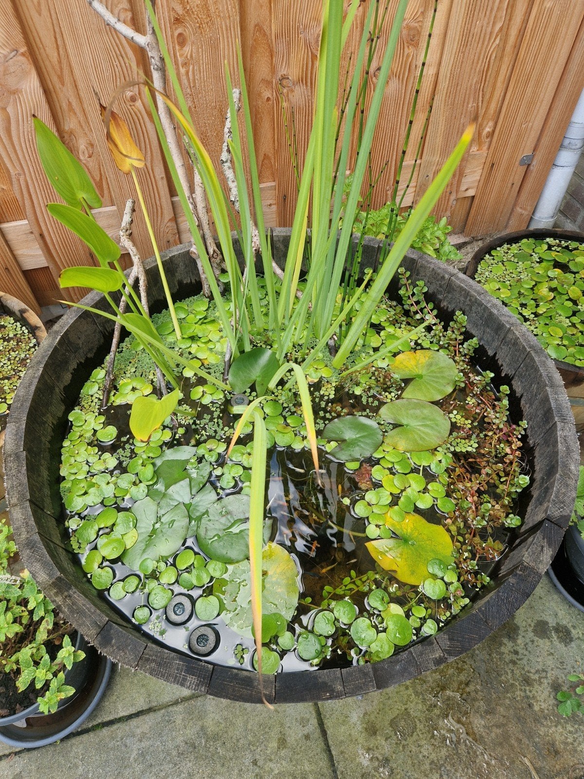 Drijfplanten, Ophalen