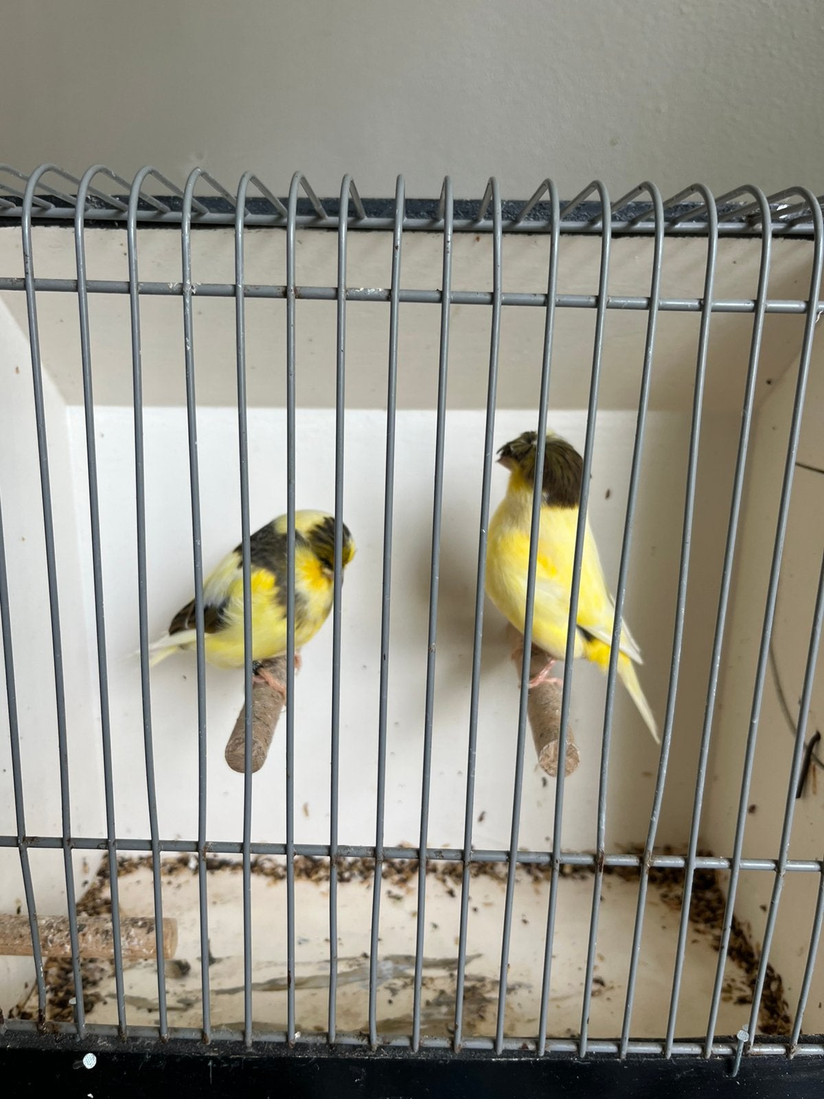 Koppel Gloster uit 2025 pop met kuif, Meerdere dieren, Postuurkanarie