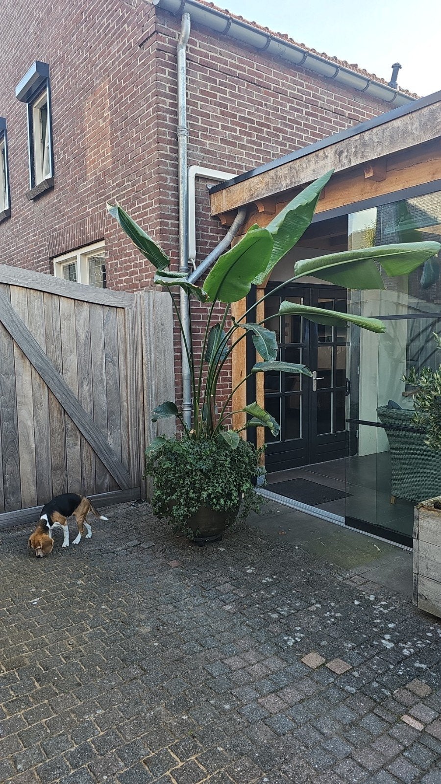 Strelitzia inclusief pot, Ophalen, Halfschaduw, 200 cm of meer