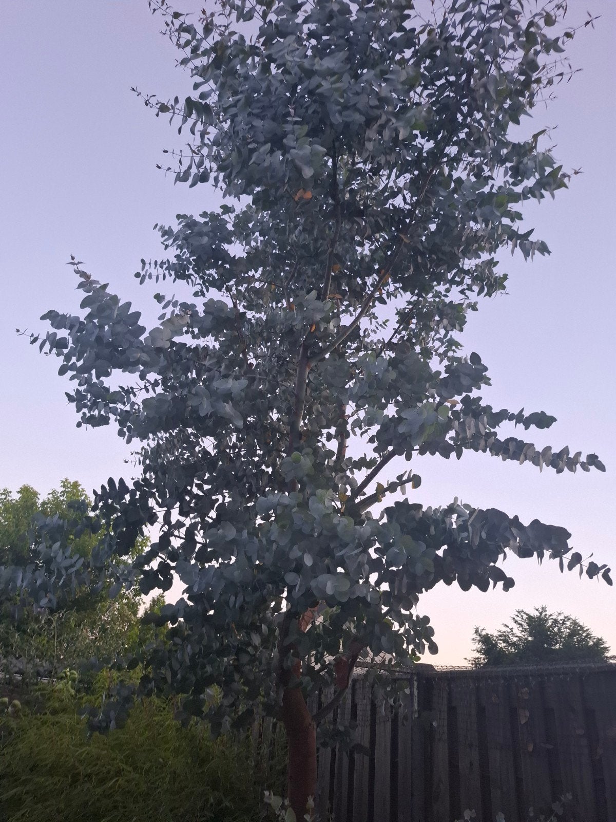 Prachtige eucalyptus boom, Tuin en Terras, Planten | Bomen, Ophalen, Volle zon, Overige soorten
