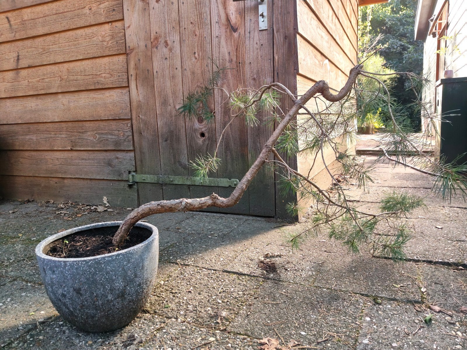 Bonsai starter Grove Den - Literati stijl, Tuin en Terras, Volle zon, Vaste plant, Bloeit niet, Ophalen