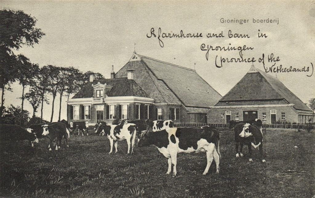 Groninger boerderij - koeien - beschreven - ongelopen, Ophalen of Verzenden, 1920 tot 1940, Ongelopen, Groningen