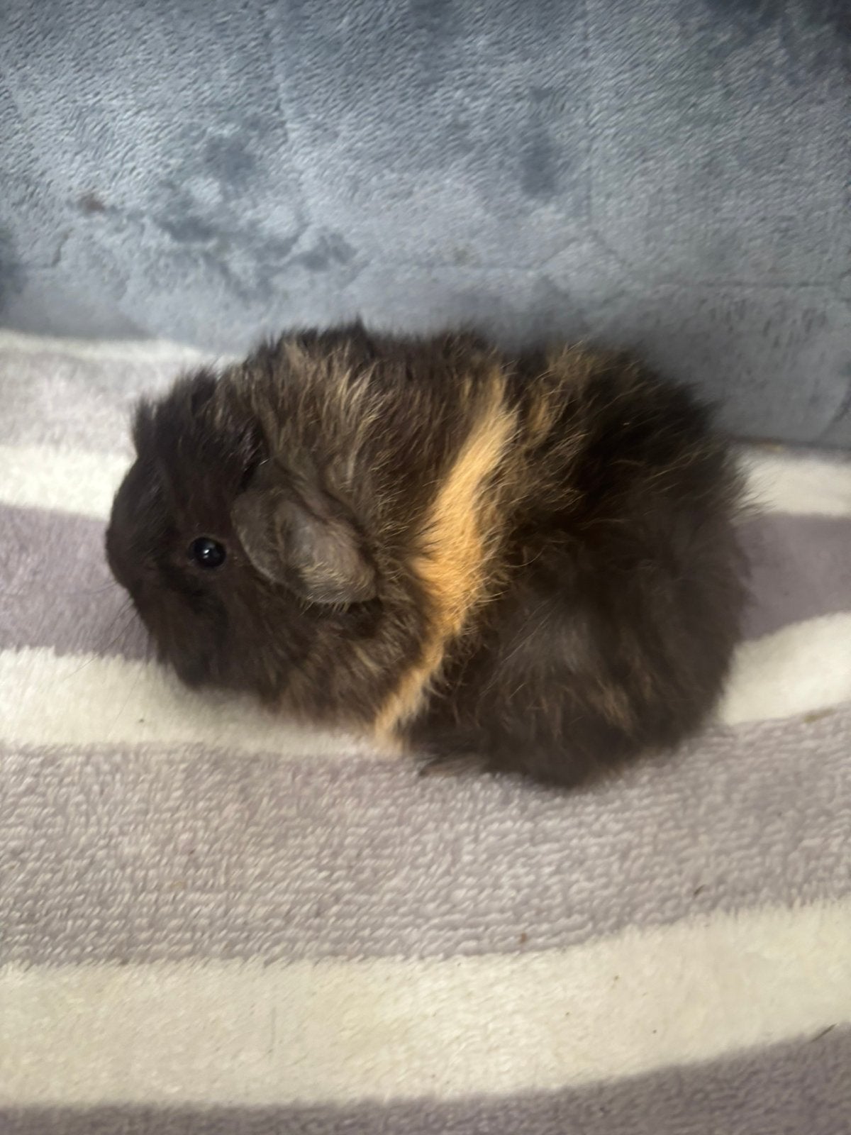 Peruvian cavia beer kam gereserveerd worden Gereserveerd!, September, Mannelijk, Cavia