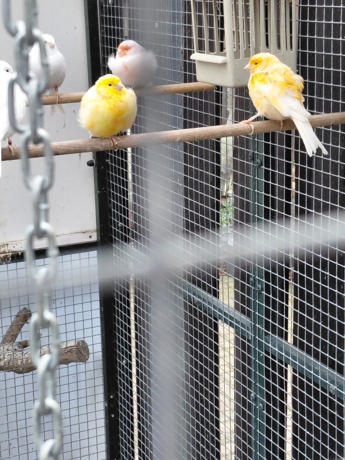 te koop kanaries, Dieren en Toebehoren, Meerdere dieren, Kleurkanarie