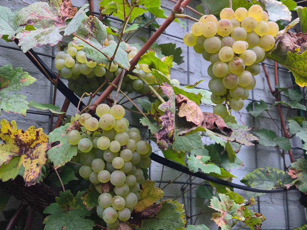 Witte druiven, Tuin en Terras, Ophalen, Minder dan 100 cm, Overige soorten, Volle zon