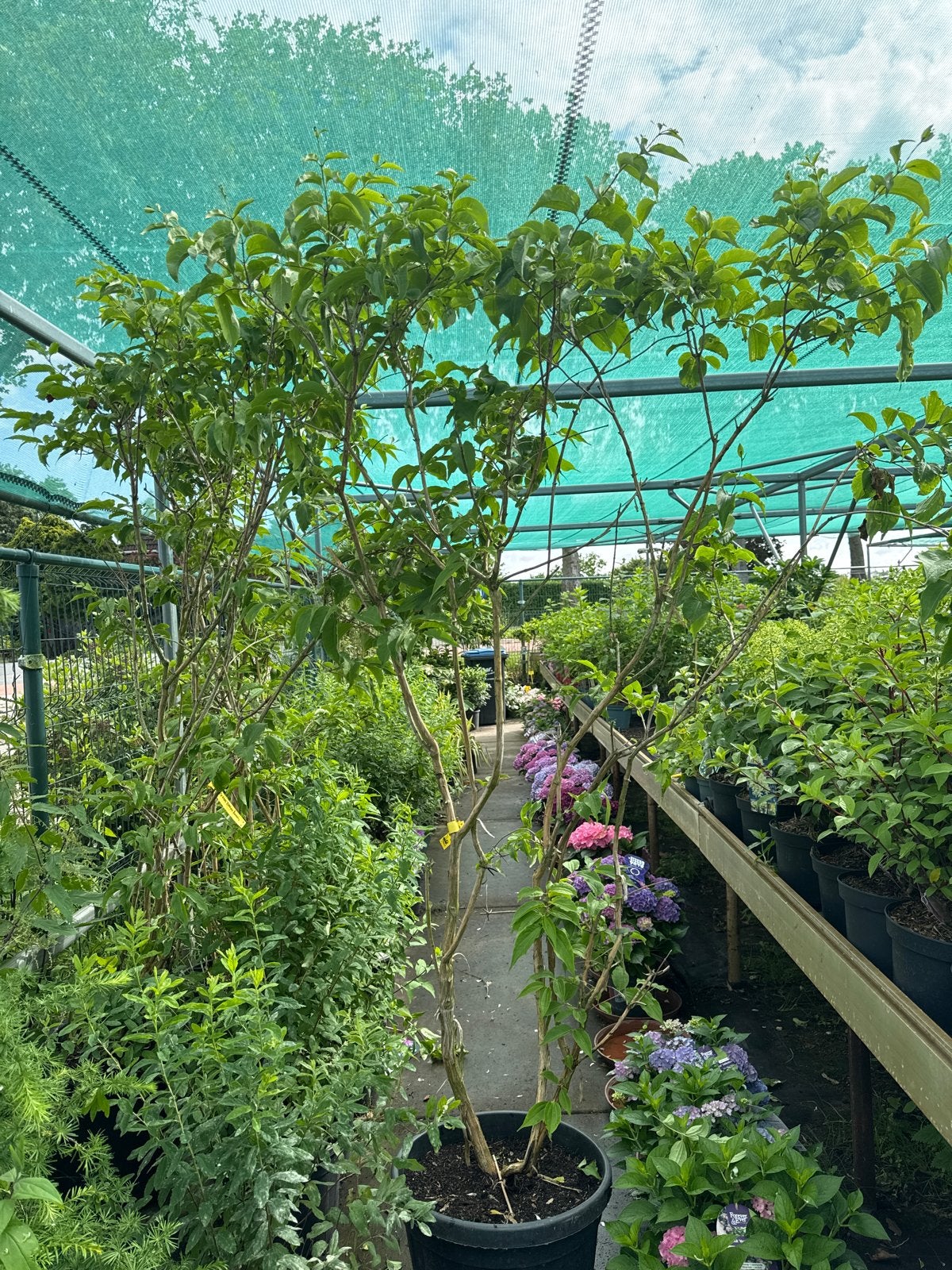 Heptacodium miconoides - Meerstammige 7 zonen boom, Volle zon, Vaste plant, Herfst, Ophalen
