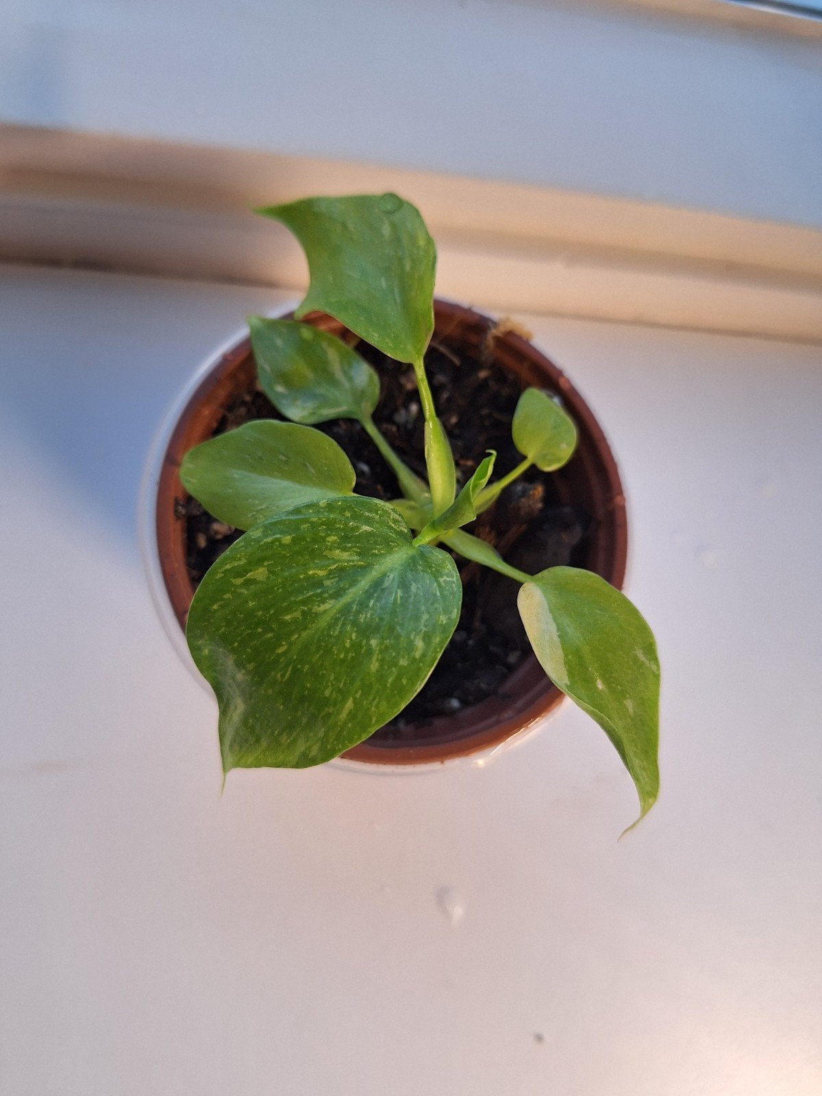 Philodendron Warszewiczii Tricolor Variegated - Geworteld, Ophalen of Verzenden