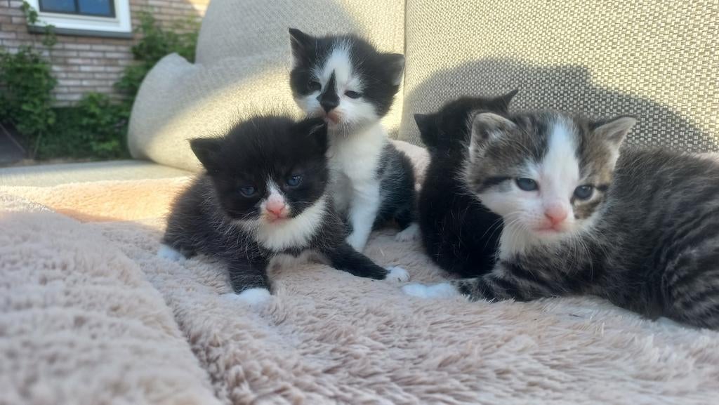 Lieve  sociale Kittens, Meerdere dieren