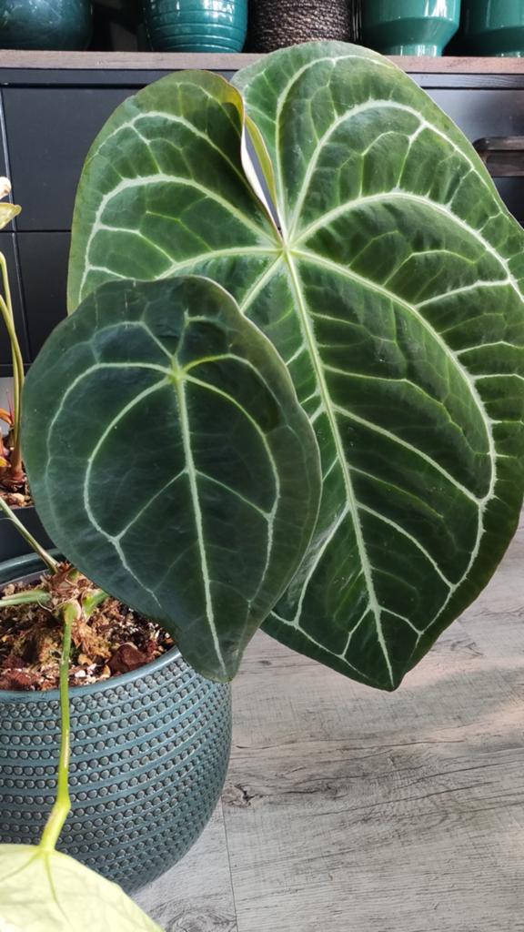Anthurium Crystallinum x (Forgetii x Gigi) zaailingen, Ophalen of Verzenden, Halfschaduw, Minder dan 100 cm