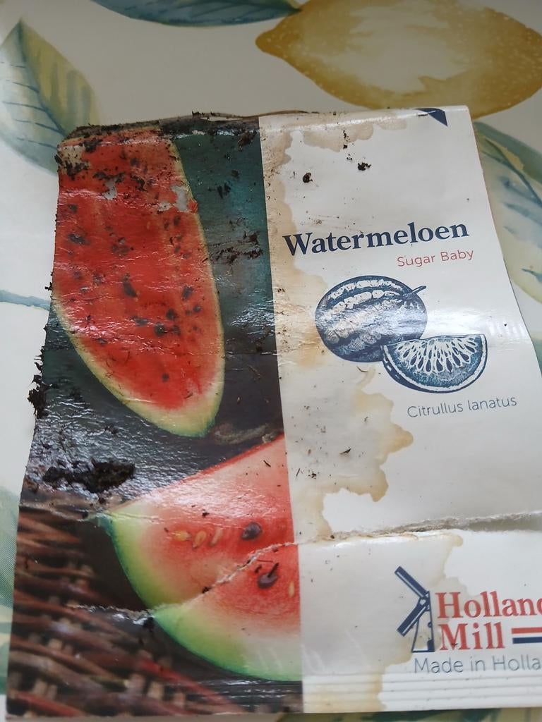 Watermeloen planten, Tuin en Terras, Planten | Tuinplanten, Ophalen, Volle zon, Groenteplanten, Eenjarig