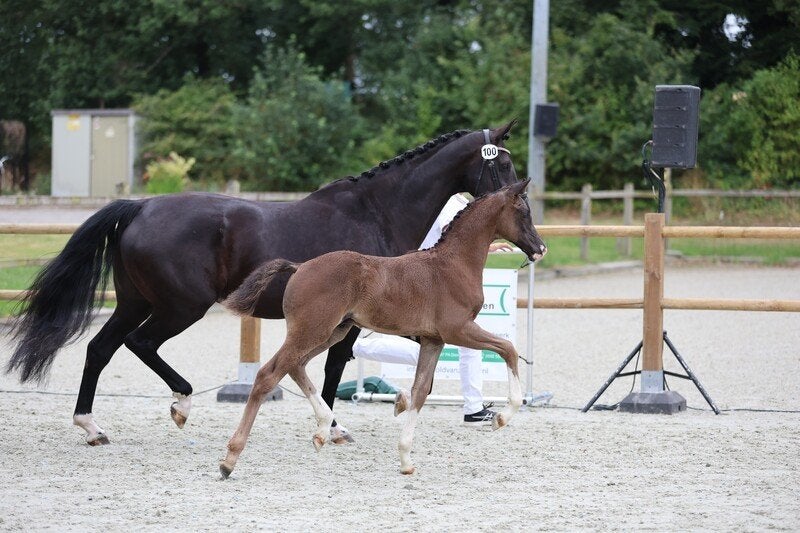 hengstveulen gereserveerd en Jaarling Hengst  One Million x, Dieren en Toebehoren, Hengst, Minder dan 160 cm, Dressuurpaard, 0 tot 2 jaar