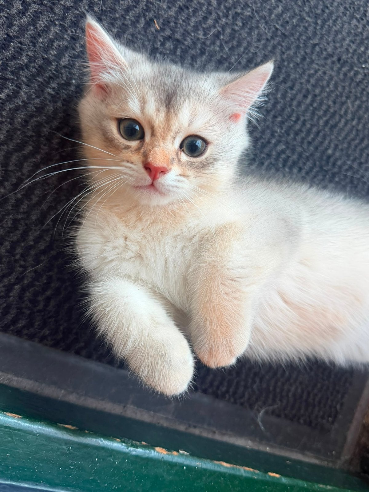 Kittens, Ophalen of Verzenden