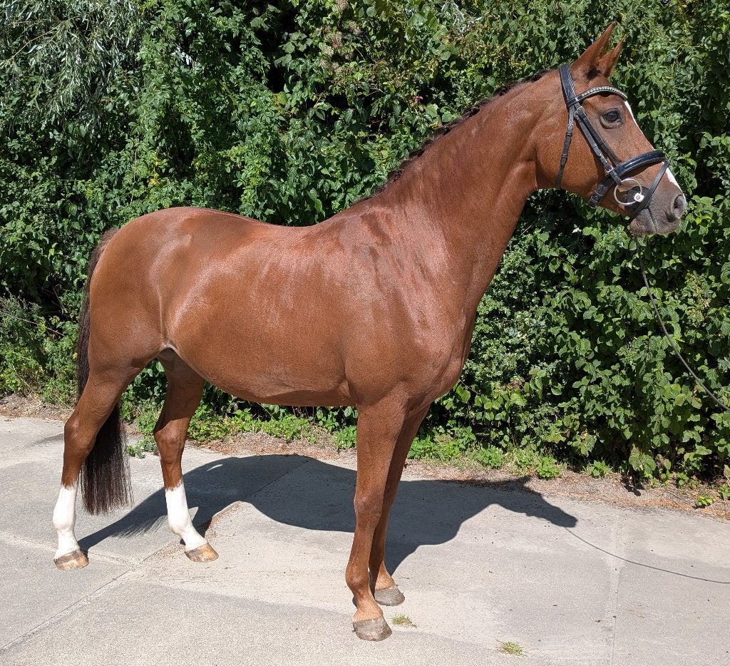 Te koop: Elite, Sport, PROK merrie – Chagall D&R x Housten, Dieren en Toebehoren, Merrie, Dressuurpaard, 160 tot 165 cm, 11 jaar of ouder
