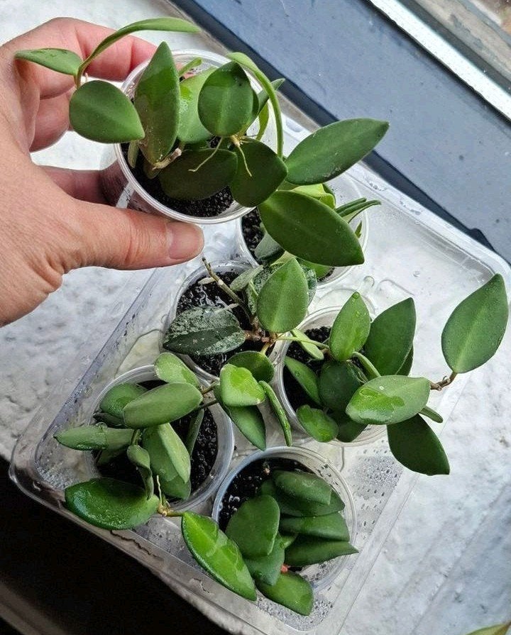 Hoya sp. aff. Burtoniae stekjes, Huis en Inrichting, Vetplant, Minder dan 100 cm, Bloeiende kamerplant, Halfschaduw