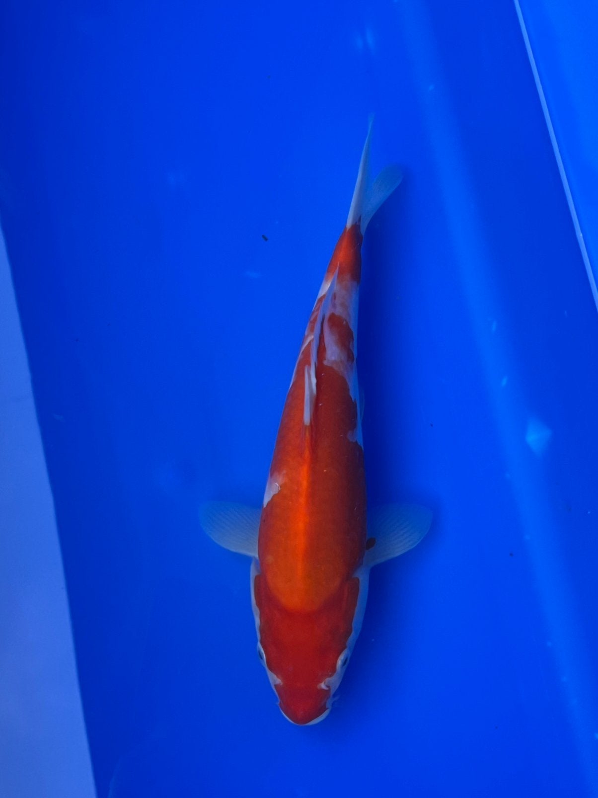 Kohaku, Dieren en Toebehoren, Karper of Koi