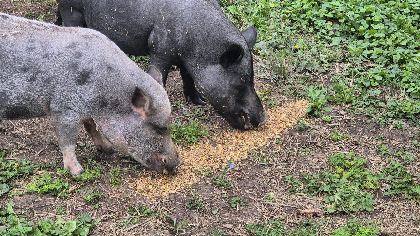 2 lieve broers zoeken een nieuwe mooie plek, Mannelijk, Varken, 3 tot 5 jaar