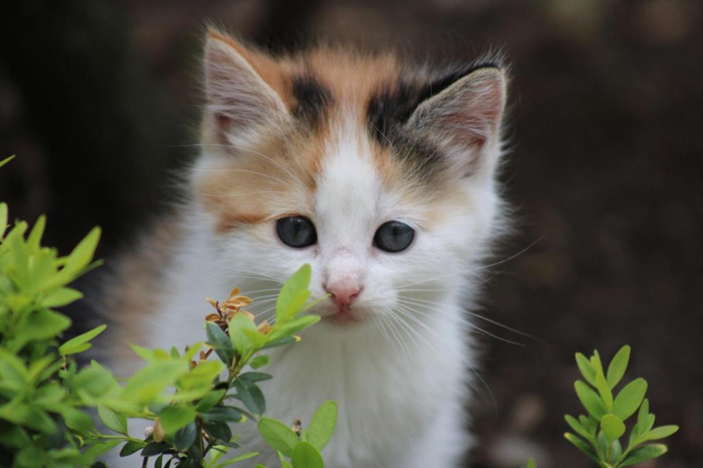 Boederij kittens, Meerdere dieren, 0 tot 2 jaar