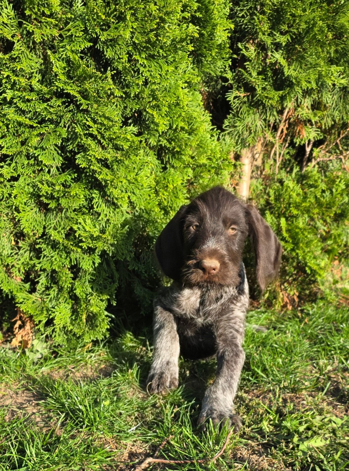 Duitse staande draadhaar pups met stamboom FCI, Dieren en Toebehoren, Duitse Staande hond, Reu, 8 tot 15 weken, Meerdere