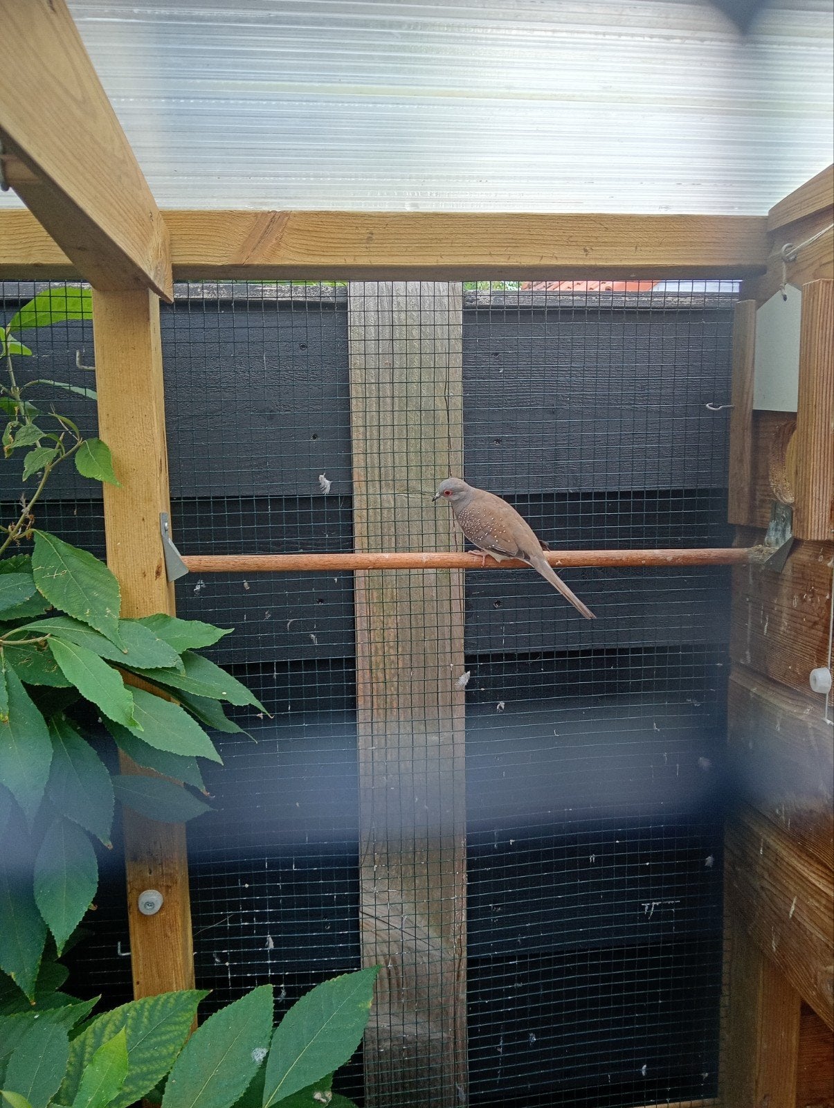 Diamant duifje mannetje, Dieren en Toebehoren, Mannelijk, Tropenvogel