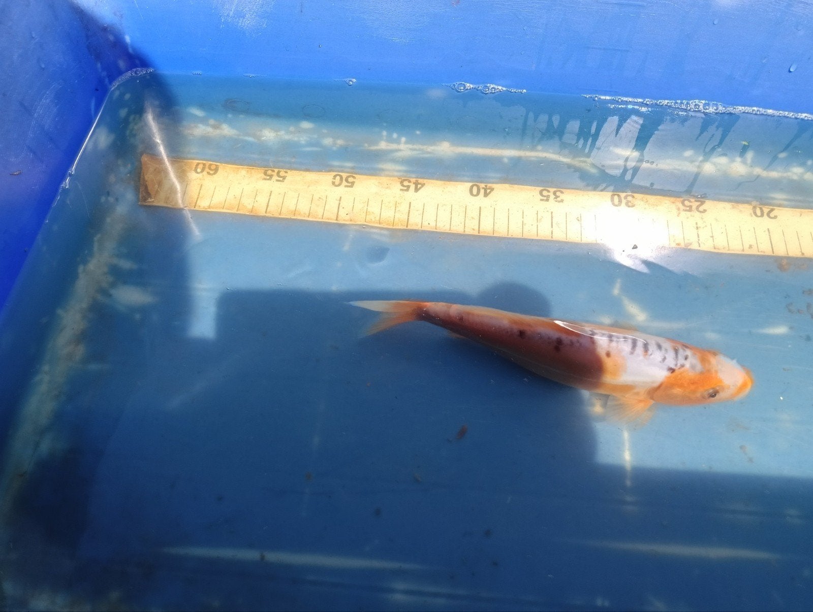 Koi karper, Karper of Koi