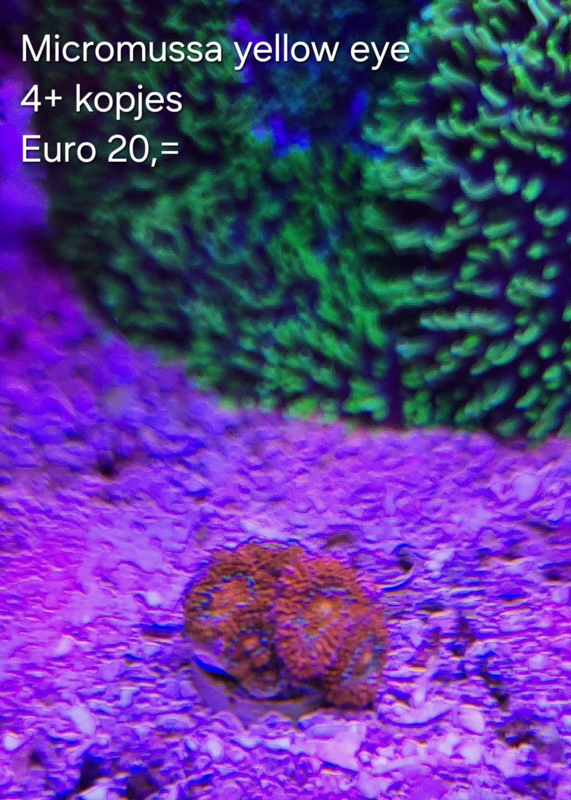 Micromussa yellow eye  (Frag), Overige typen