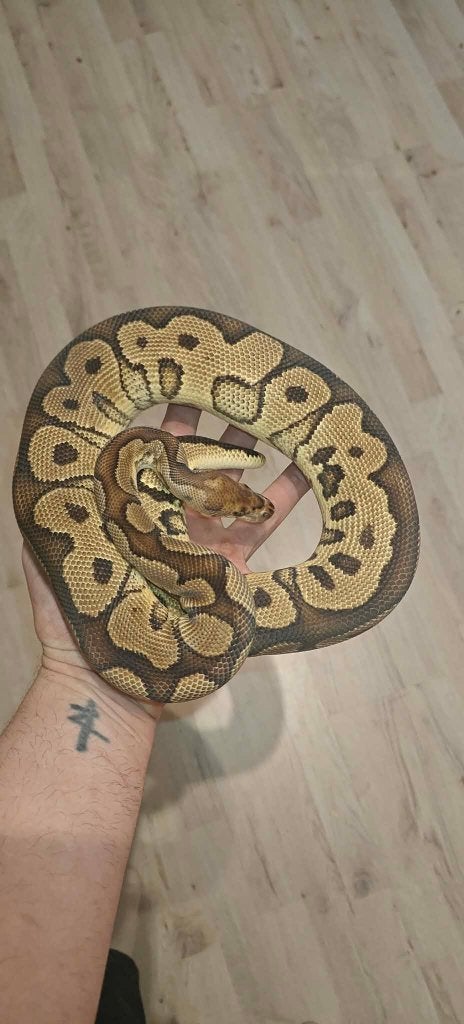 Ball python Clown,Crypton en het Clown,het criptic groep 3.5, Slang, Tam, 3 tot 6 jaar