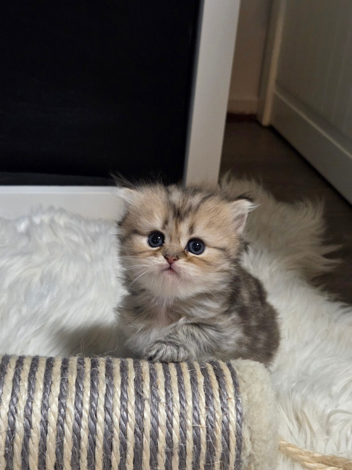 te koop britse langhaar kittens, Meerdere dieren, Ontwormd