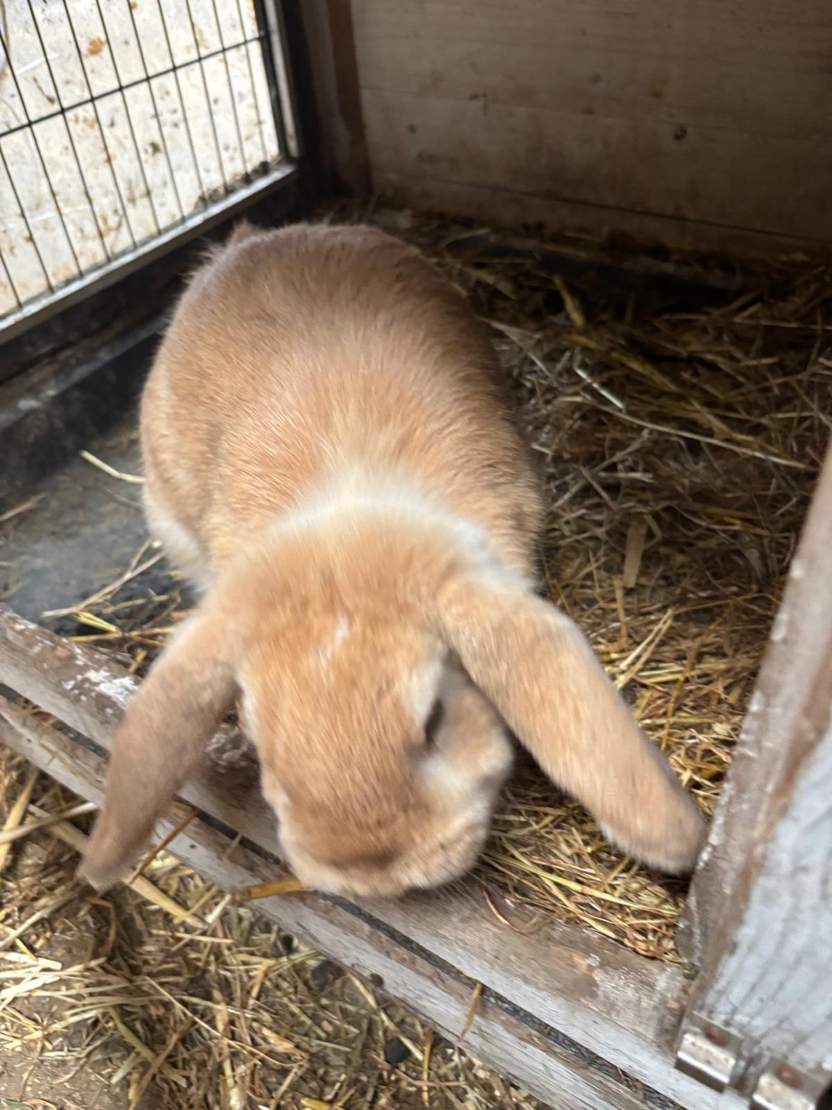 ❤️Mooie tamme konijntjes, Dieren en Toebehoren, Konijnen, Meerdere dieren, Klein, Hangoor, 0 tot 2 jaar
