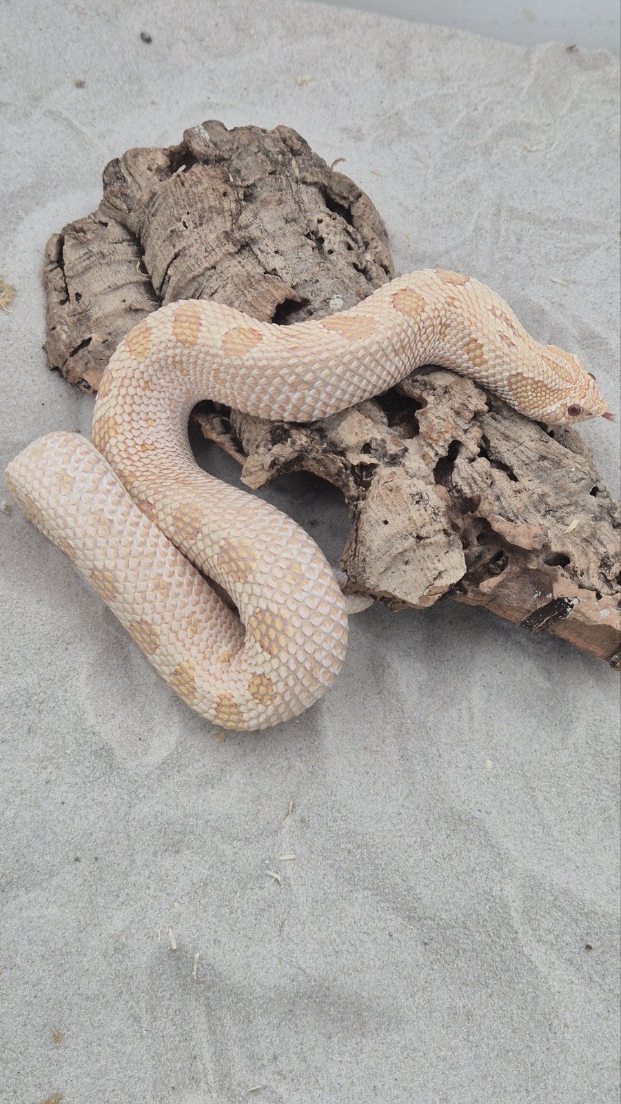 Volwassen haakneusslang vrouw Hognose Snake photo 3