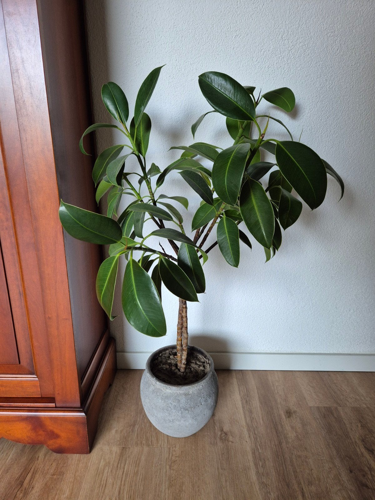 grote kamerplant inclusief pot, Huis en Inrichting, Kamerplanten, Ophalen, Halfschaduw, Minder dan 100 cm