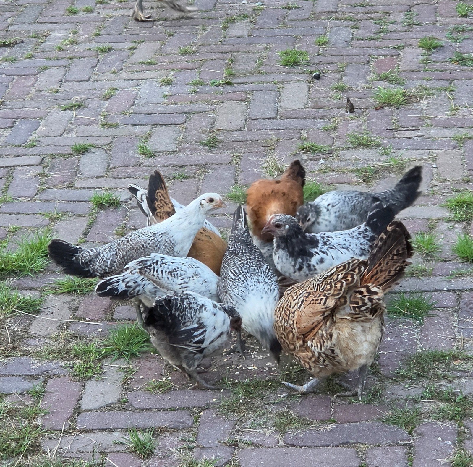 Veel kuikens/jonge kippen en hanen, Meerdere dieren, Kip