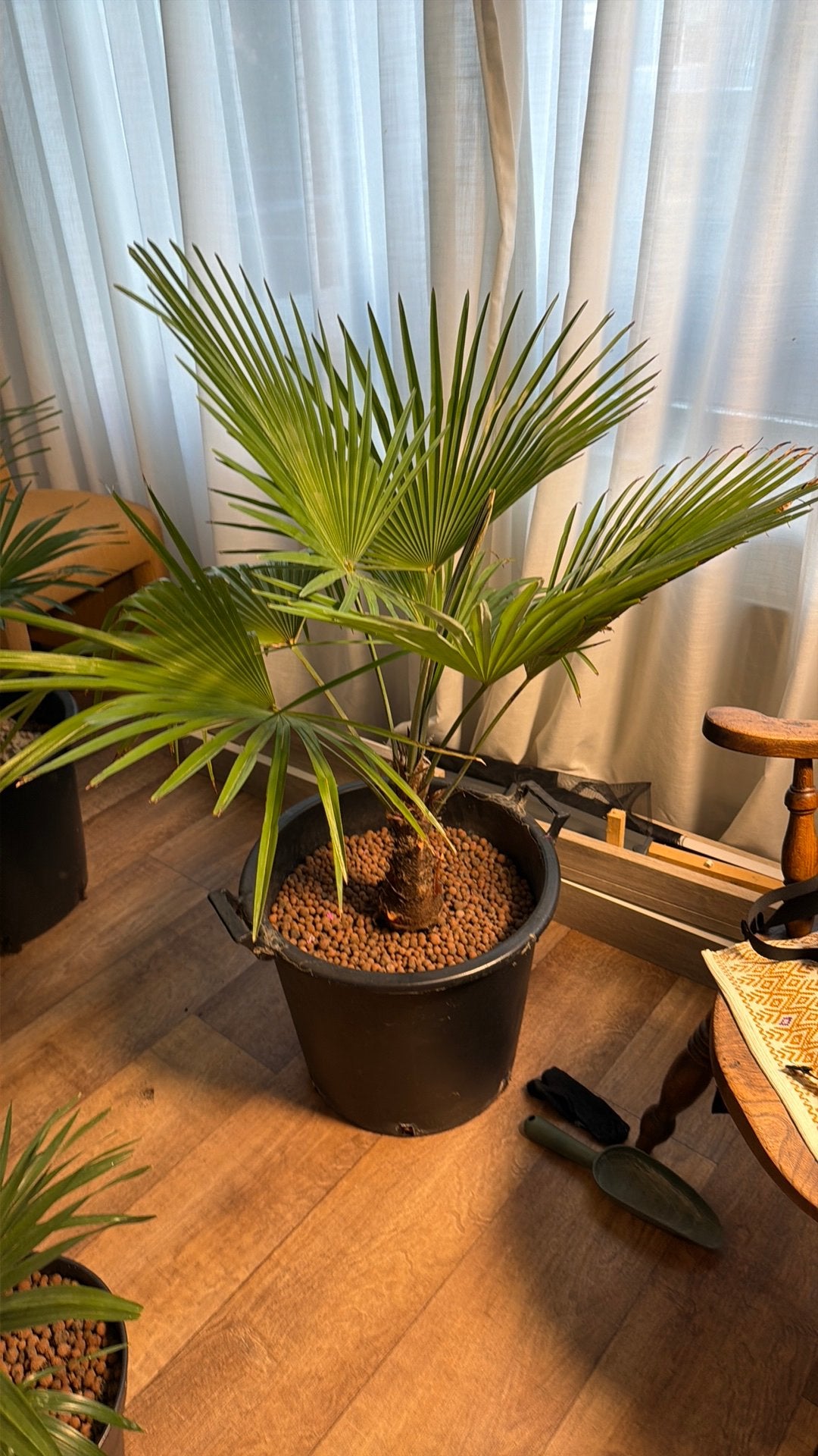 Zeldzame Trachycarpus Princeps x Wagnerianus F1 Hybride, Tuin en Terras, Volle zon, Vaste plant, Bloeit niet, Ophalen