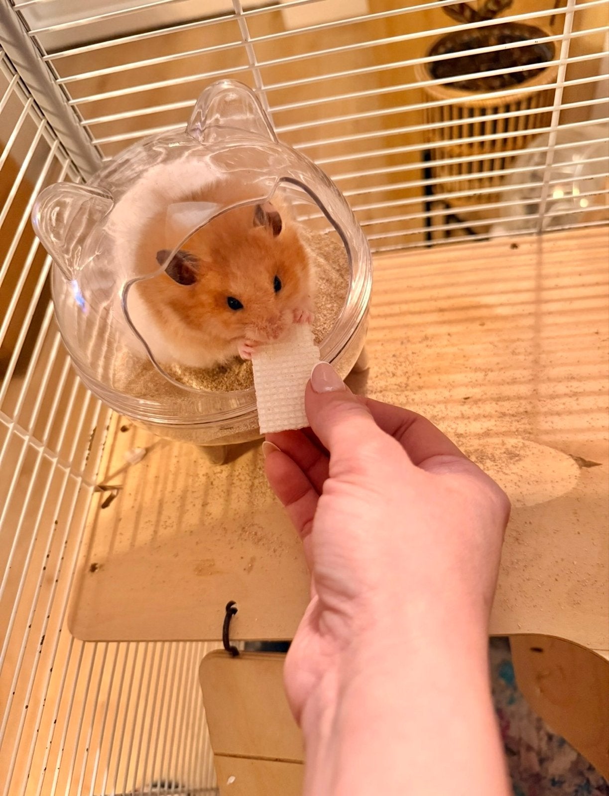 Jonge handtamme syrische/goudhamster + kooi & toebehoren, Dieren en Toebehoren, Hamster, Februari, Mannelijk, Tam