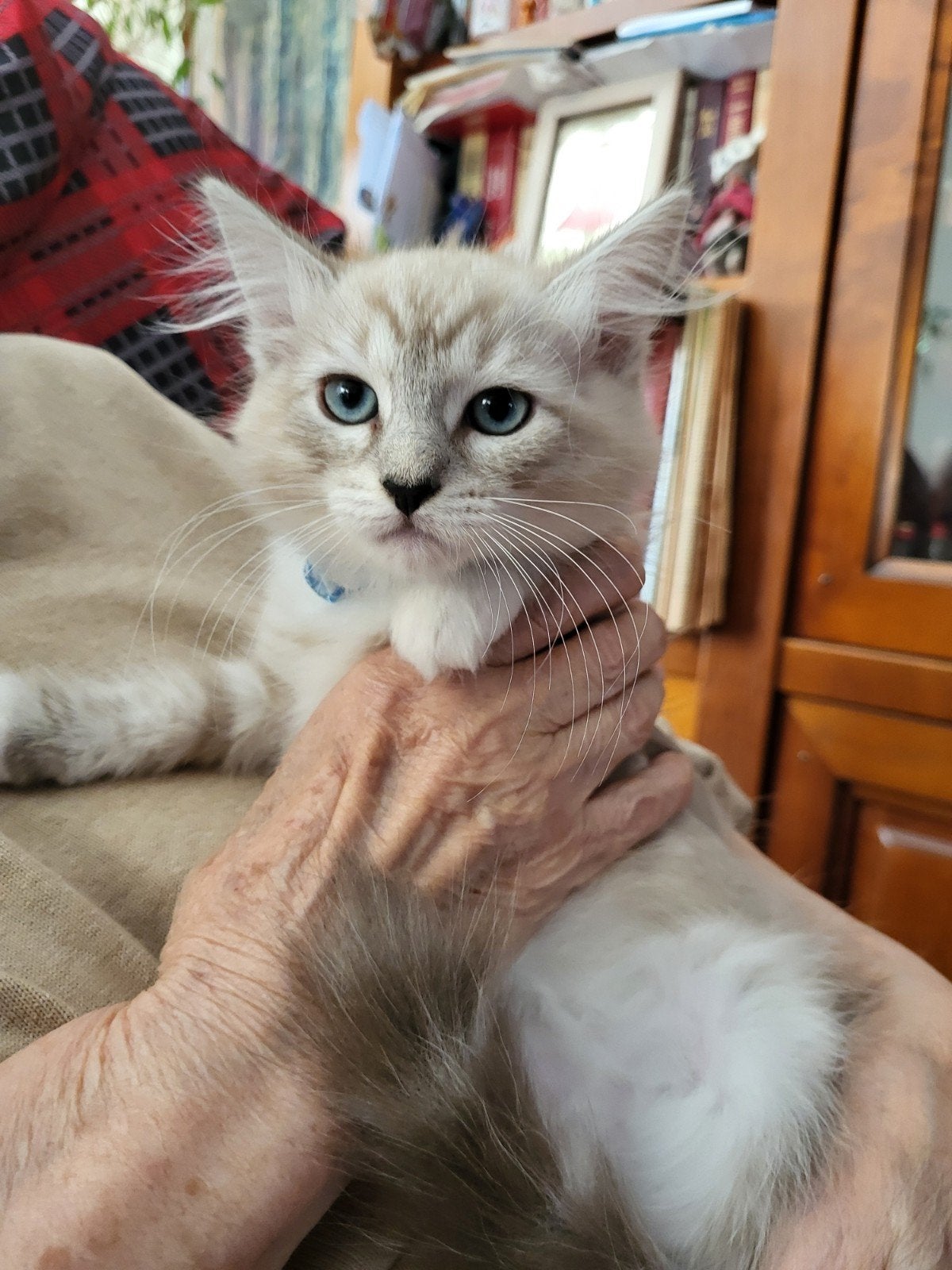 Ragdoll kittens, Meerdere dieren, Ontwormd, 0 tot 2 jaar