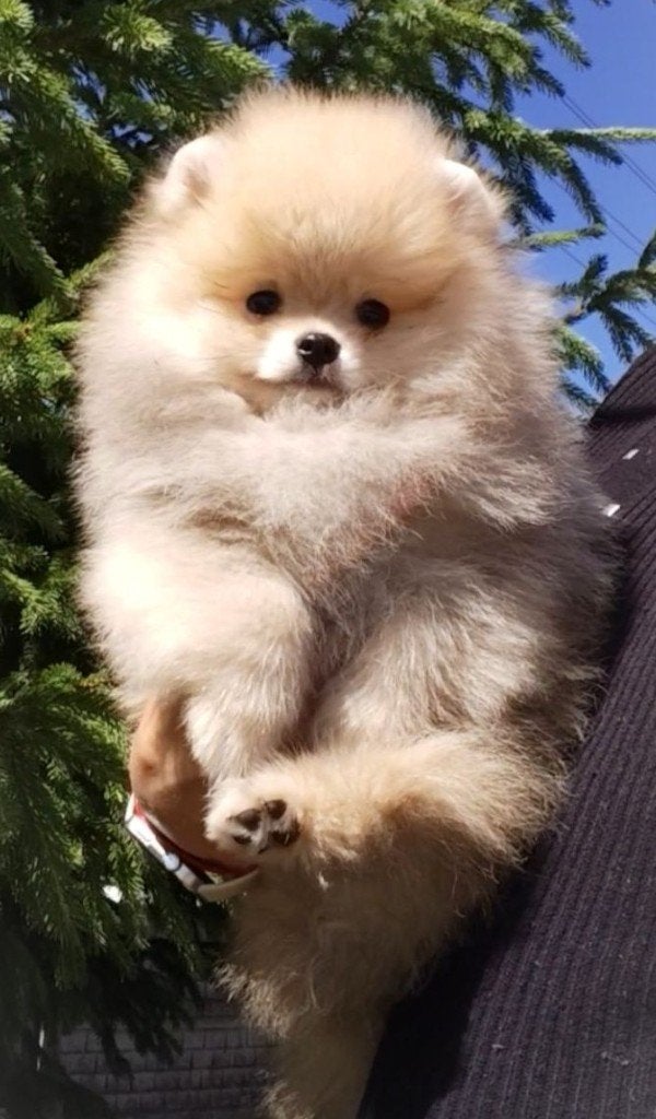 Mini Bearface Pomeriaan/Pomeranian Reutje Binnenkort in NL, Nederland, Keeshond, 15 weken tot 1 jaar, Reu