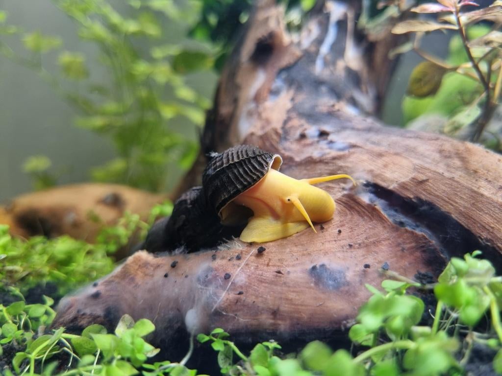 Tylomelania sp. Golden Sulawesi slak, Dieren en Toebehoren, Slak of Weekdier
