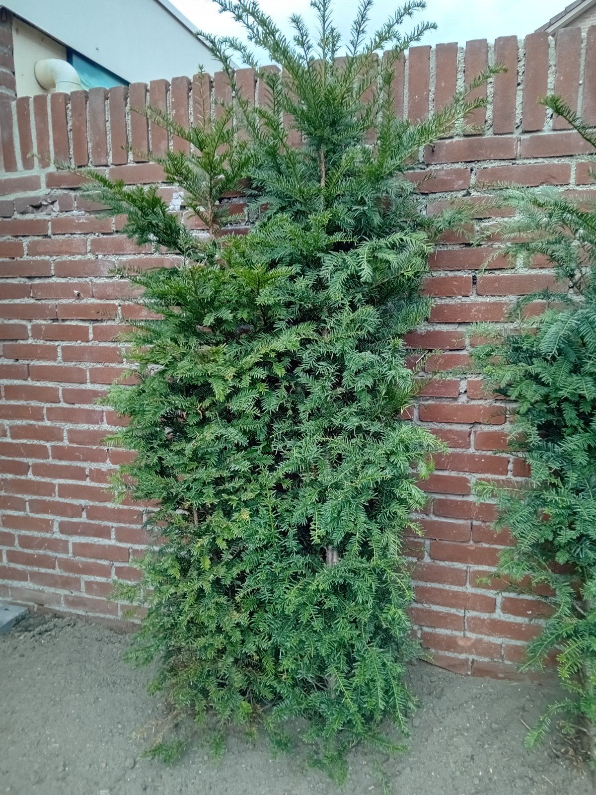 Gratis 7x Taxis Gratis, Tuin en Terras, Ophalen, Overige soorten, Haag, 100 tot 250 cm