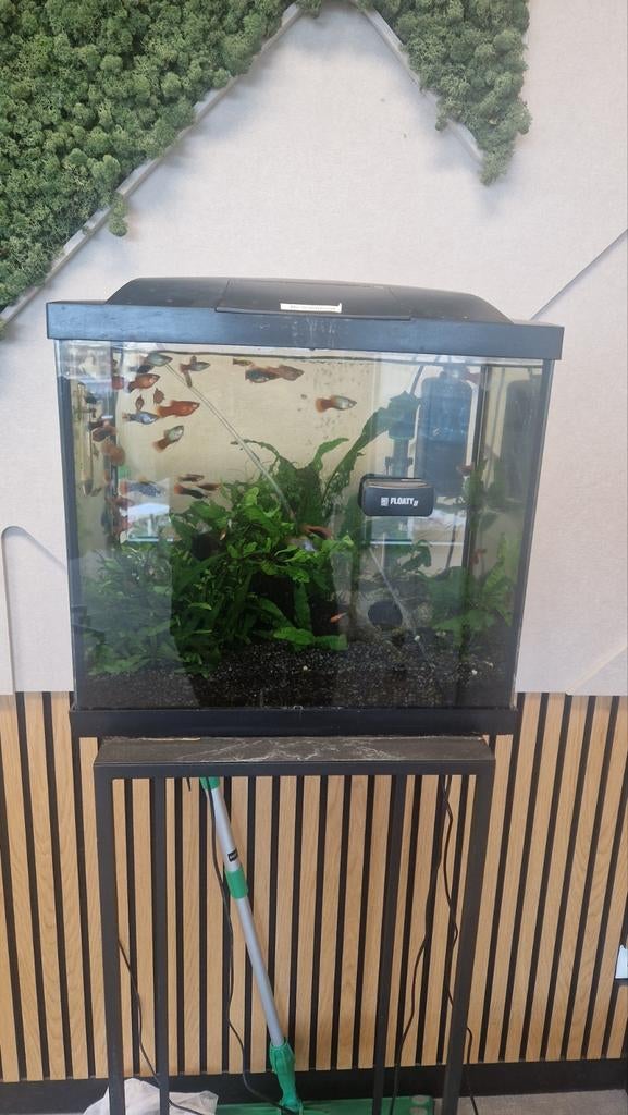 Platys vissen, Dieren en Toebehoren, Vissen | Aquariumvissen, Vis