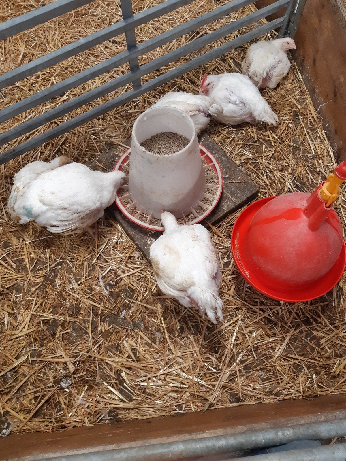 ross 308 vleeskuiken te koop, Dieren en Toebehoren, Meerdere dieren, Kip