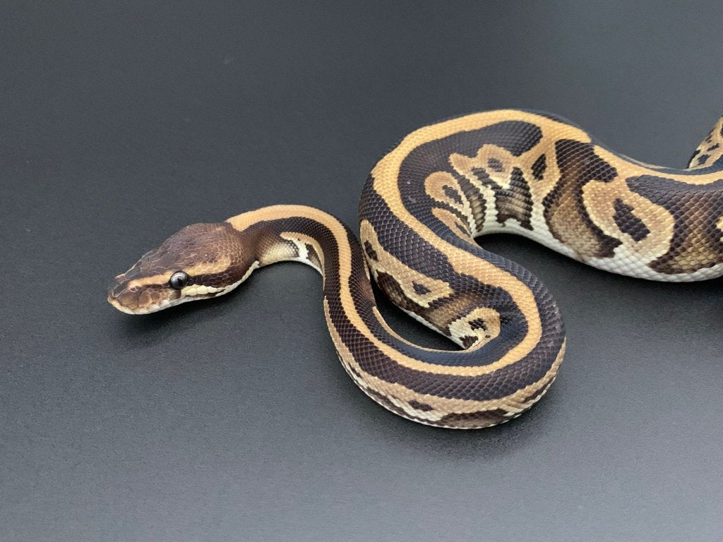 1.0 mojave cinnamon leopard 66% DH DG/pied python regius Ball Python photo 3
