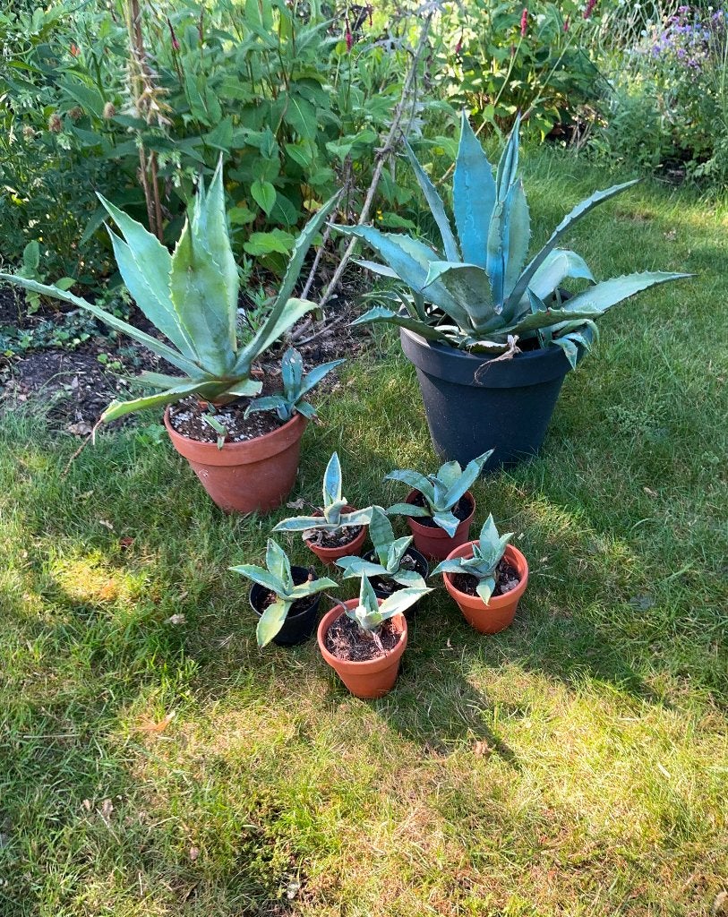 Agave Americana, Volle zon, Vaste plant, Bloeit niet, Ophalen