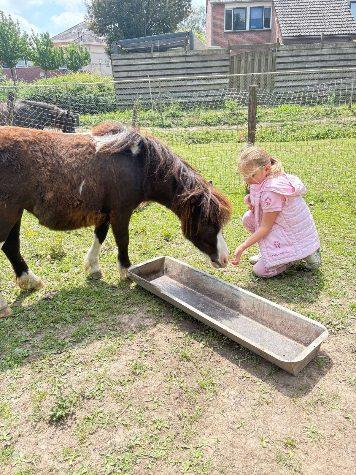 Mooie 2 jarige shetlander merrie, Merrie, A pony (tot 1.17m), Onbeleerd, Recreatiepony