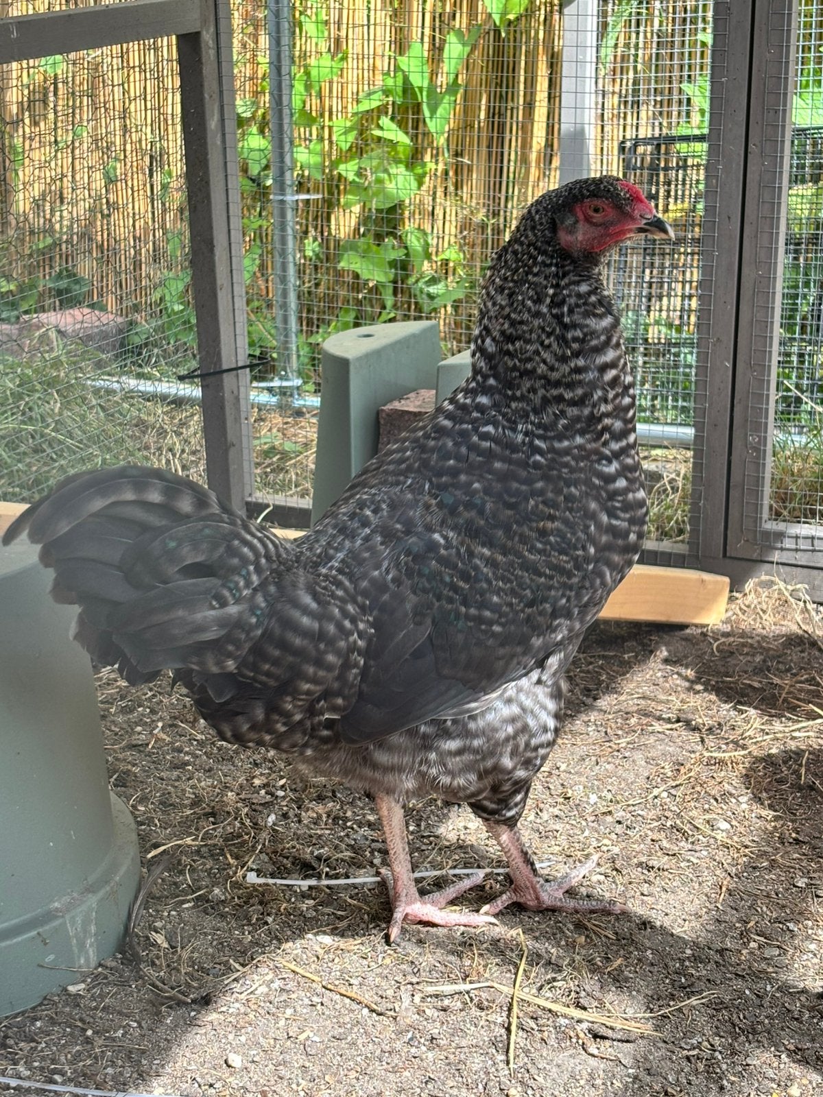 Knappe haan zoekt nieuw huisje!, Dieren en Toebehoren, Pluimvee, Mannelijk, Kip