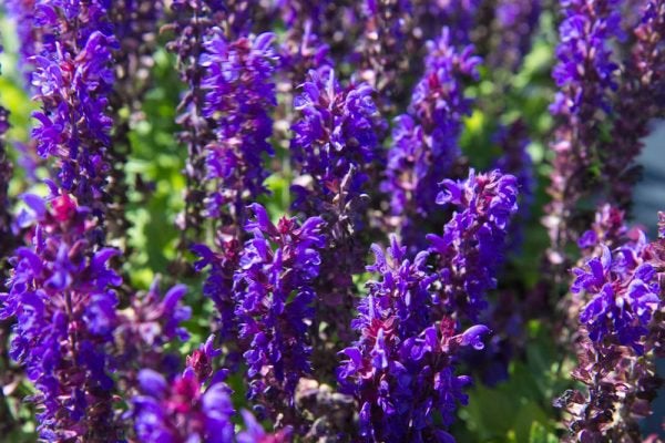 Salvia nemorosa 'Ostfriesland', Ophalen, Bodembedekkers, Volle zon, Vaste plant