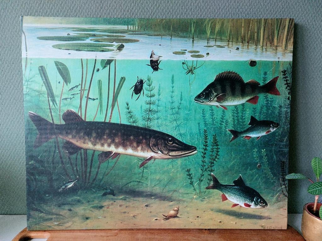 Schoolplaat Koekkoek In sloot en plas 50x40 cm - onder water, Schilderij, Ophalen of Verzenden, Zo goed als nieuw, Kunststof