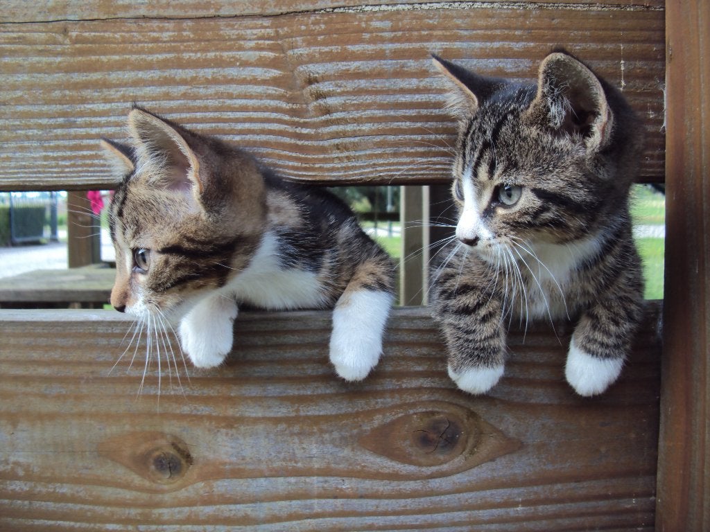 Prachtige kittens schildpad cyper rood poes kater GELIJK MEE, Dieren en Toebehoren, Meerdere dieren, Kortharig, 0 tot 2 jaar