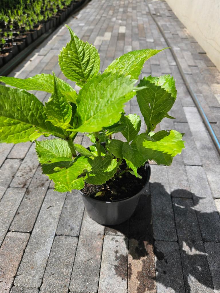 Boerenhortensia 'Sibilla' (Hydrangea Macrophylla), Vaste plant, Halfschaduw, Zomer, Ophalen
