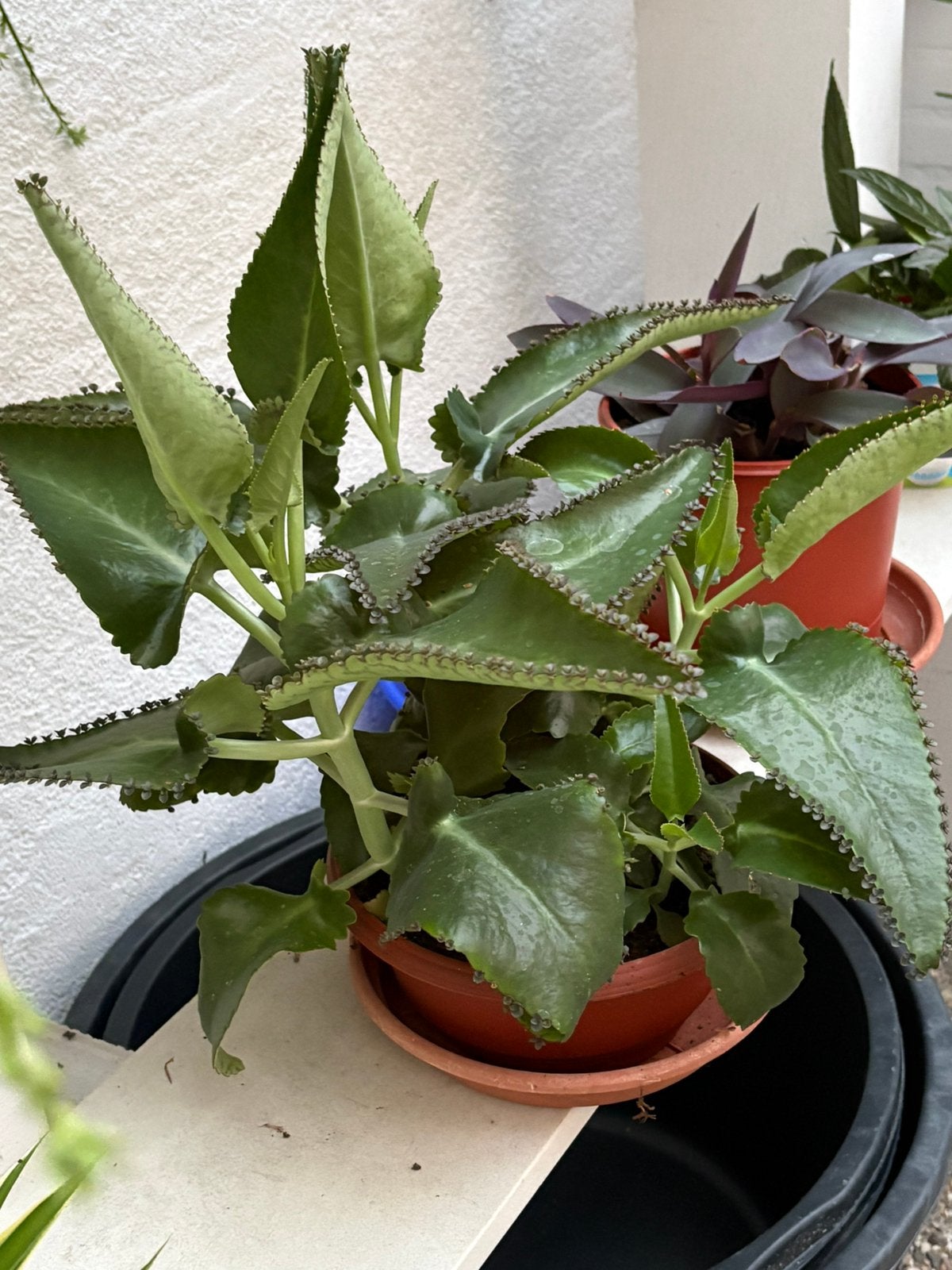 Volle pot met mooie mother of thousands planten( vetplant), Huis en Inrichting, Kamerplanten, Ophalen, Volle zon, Minder dan 100 cm