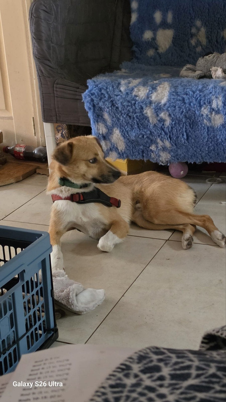 🐾 Ron zoekt een liefdevol thuis – een forever thuis 🐾

Ron, Dieren en Toebehoren, Particulier, Reu, 1 tot 2 jaar, Buitenland