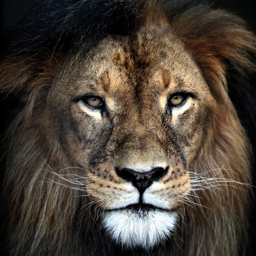 Stoer aluminium schilderij LION AluArt leeuw 100x100 cm, Ophalen, Zo goed als nieuw, Schilderij, 75 tot 100 cm